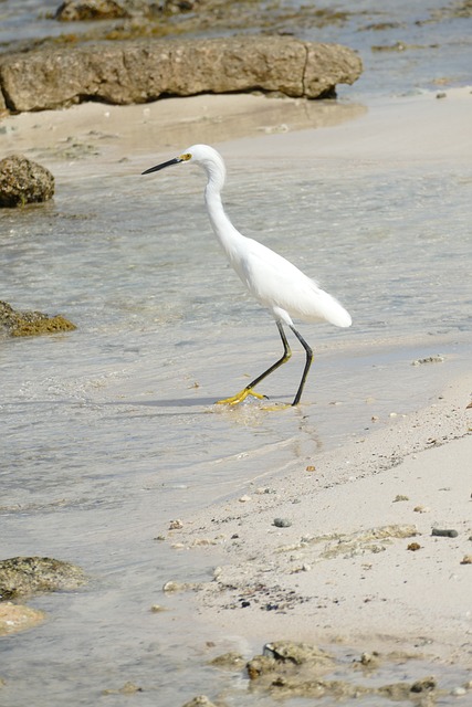 Goedkoop vliegen naar Bonaire afbeelding